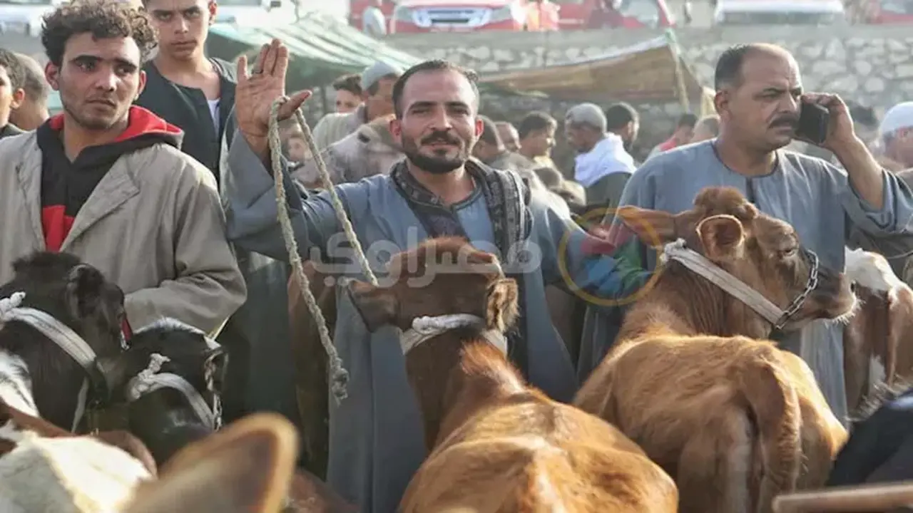 أسعار الأضاحي ترتفع في الأسواق وسط ركود ملحوظ